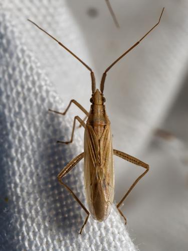 Stenodema laevigata