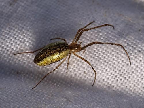 Tetragnatha sp.