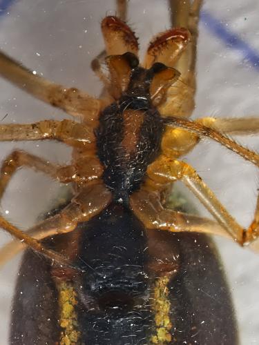 Réf. 332 217 : Tetragnatha sp.