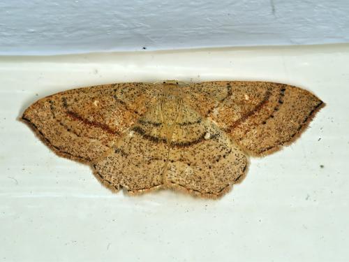 Réf. 332 028 : Cyclophora sp.