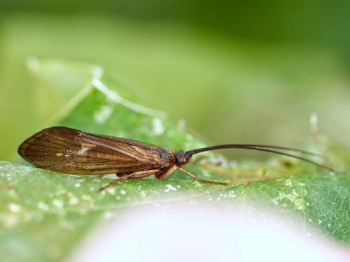 Anabolia nervosa