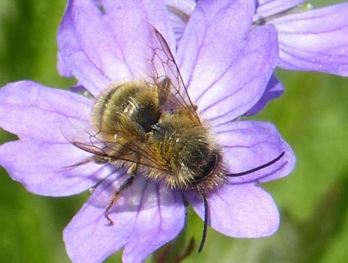 Réf. 332 954 : Osmia sp.
