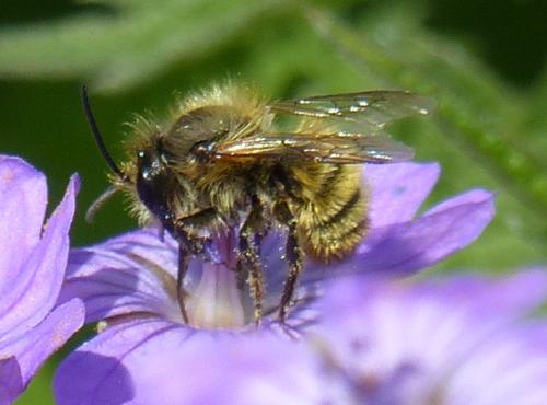 Réf. 332 955 : Osmia sp.