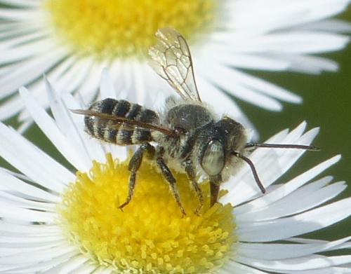 Réf. 332 965 : Megachile sp.