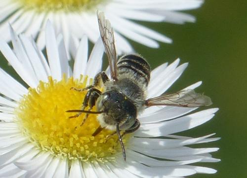 Réf. 332 966 : Megachile sp.