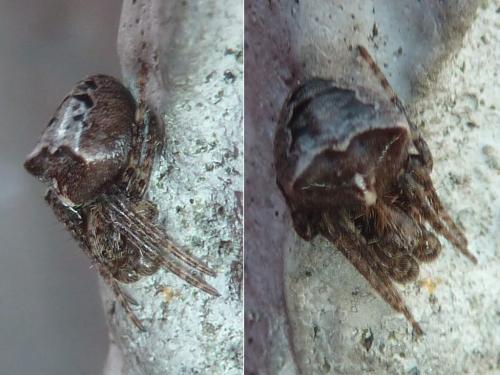 Réf. 332 948 : Gibbaranea bituberculata
