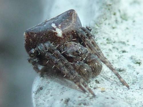 Réf. 332 949 : Gibbaranea bituberculata