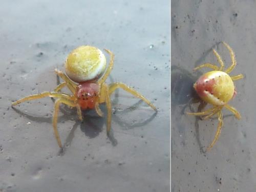 Araniella sp.