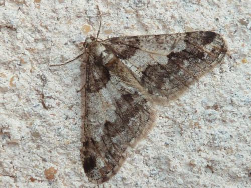 Agriopis leucophaearia
