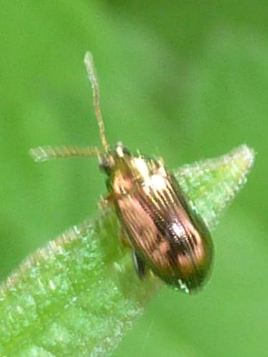 Crepidodera sp.