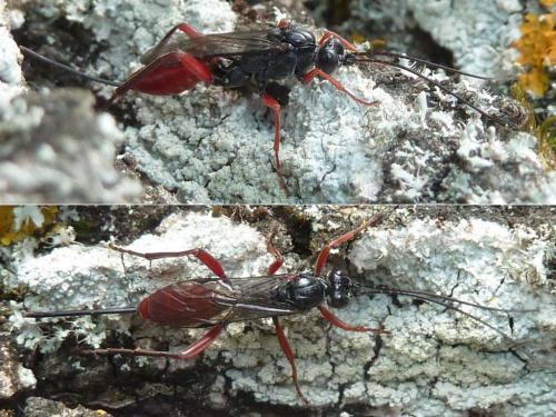 Cryptus sp.
