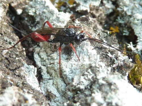 Réf. 332 406 : Cryptus sp.