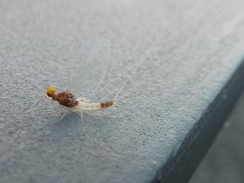Baetis fuscatus