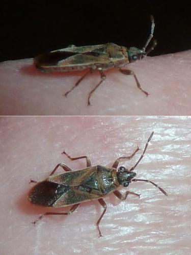 Arocatus roeselii