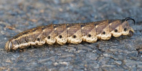 Réf. 332 301 : Agrius convolvuli