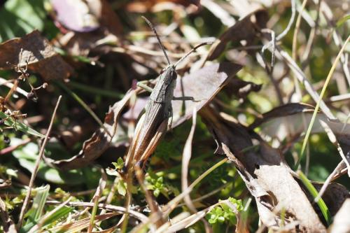 Réf. 332 866 : Pseudochorthippus parallelus