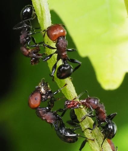 Atopomyrmex mocquerysi