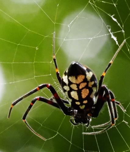 Leucauge medjensis