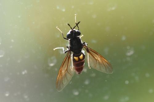 Hermetia illucens
