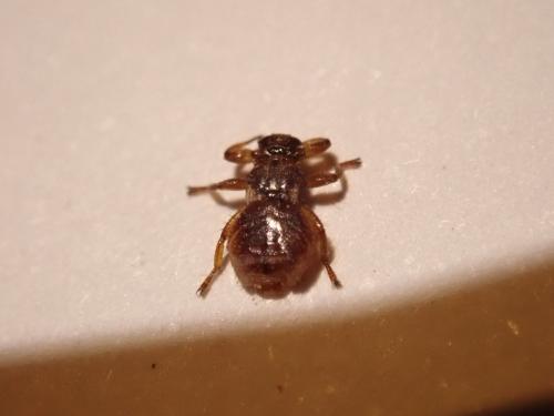 Lipoptena cervi