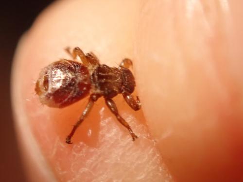 Lipoptena cervi