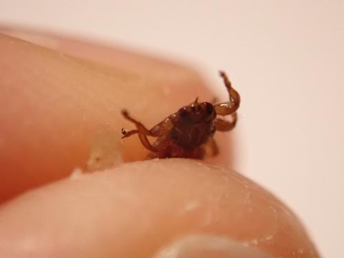 Lipoptena cervi