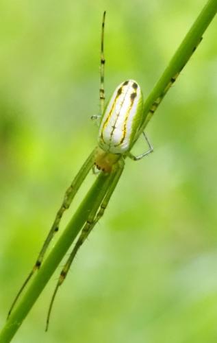 Leucauge sp.