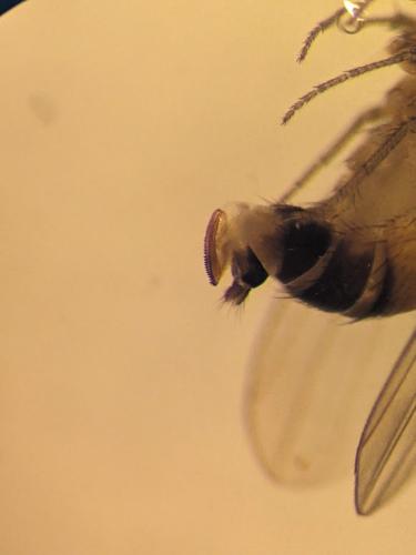 Drosophila suzukii
