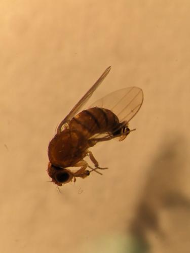 Drosophila suzukii