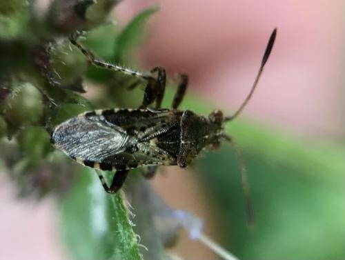 Rhopalus subrufus