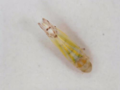 Ribautiana tenerrima