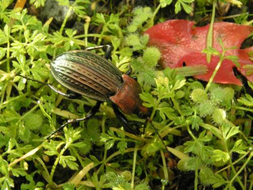 Carabus cancellatus