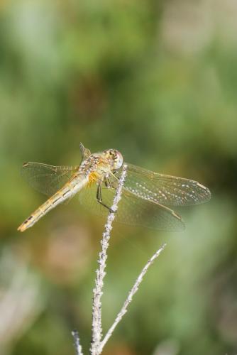 Réf. 332 315 : Sympetrum fonscolombii