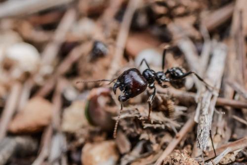 Réf. 332 578 : Messor barbarus