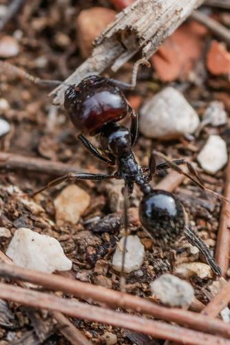 Réf. 332 579 : Messor barbarus