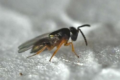 Réf. 332 385 : Tachinaephagus sp.