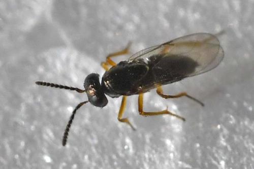 Réf. 332 386 : Tachinaephagus sp.
