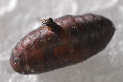 Réf. 332 534 : Tachinaephagus sp.