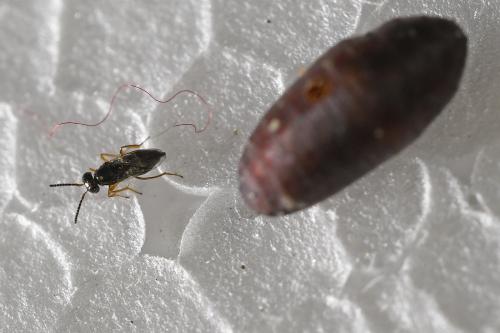 Réf. 332 540 : Tachinaephagus sp.
