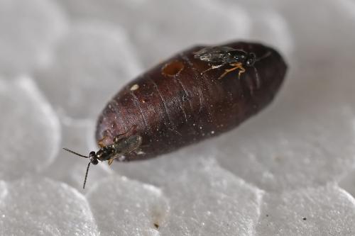 Réf. 332 537 : Tachinaephagus sp.