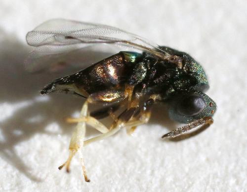 Cecidostiba fungosa