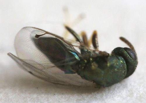 Réf. 332 585 : Cecidostiba fungosa