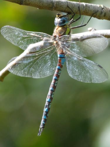 Réf. 332 401 : Aeshna mixta