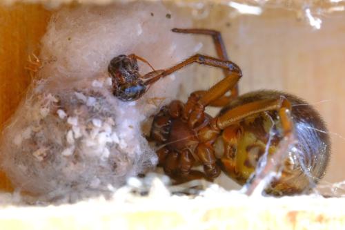 Réf. 332 878 : Steatoda nobilis