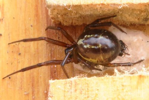 Réf. 332 877 : Steatoda nobilis