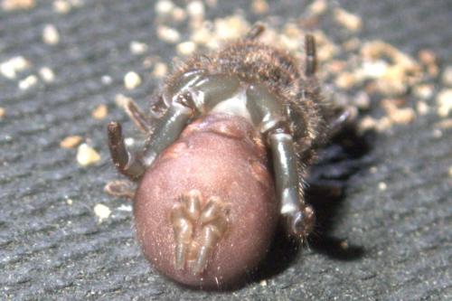 Réf. 332 045 : Atypus affinis
