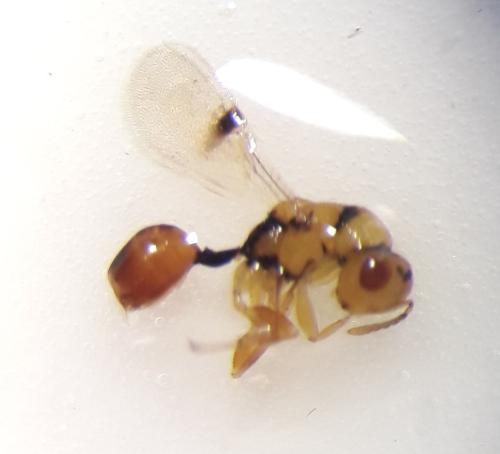 Sycophila mellea