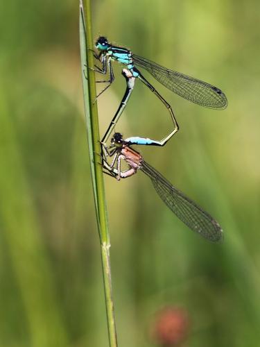 Ischnura elegans