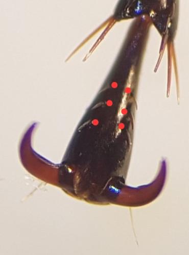 Réf. 332 238 : Pterostichus melanarius