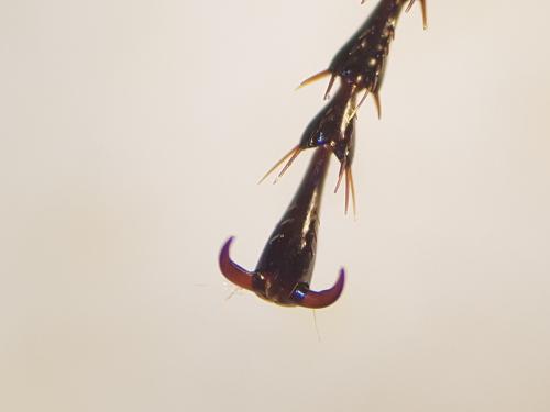Réf. 332 235 : Pterostichus melanarius